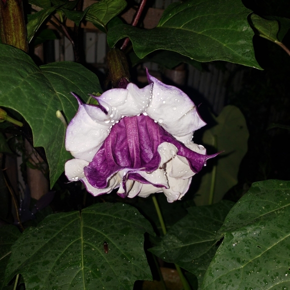 Double purple angel trumpet - Picture 7 of 9